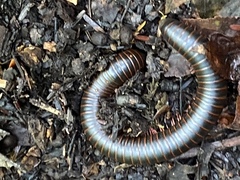 Narceus americanus