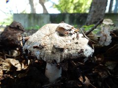 Agaricineae