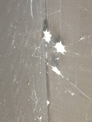 Latrodectus geometricus