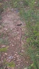 Aspidoscelis sackii sackii