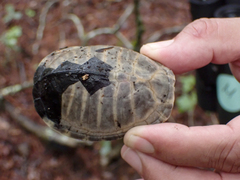 Sternotherus odoratus