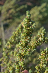 Cliffortia polygonifolia polygonifolia