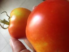 Solanum lycopersicum