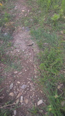 Aspidoscelis sackii sackii