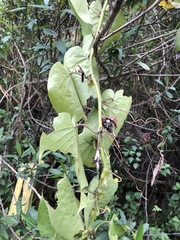 Passiflora ligularis