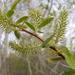 Mackenzie's Willow - Photo (c) Thayne Tuason, some rights reserved (CC BY-NC)