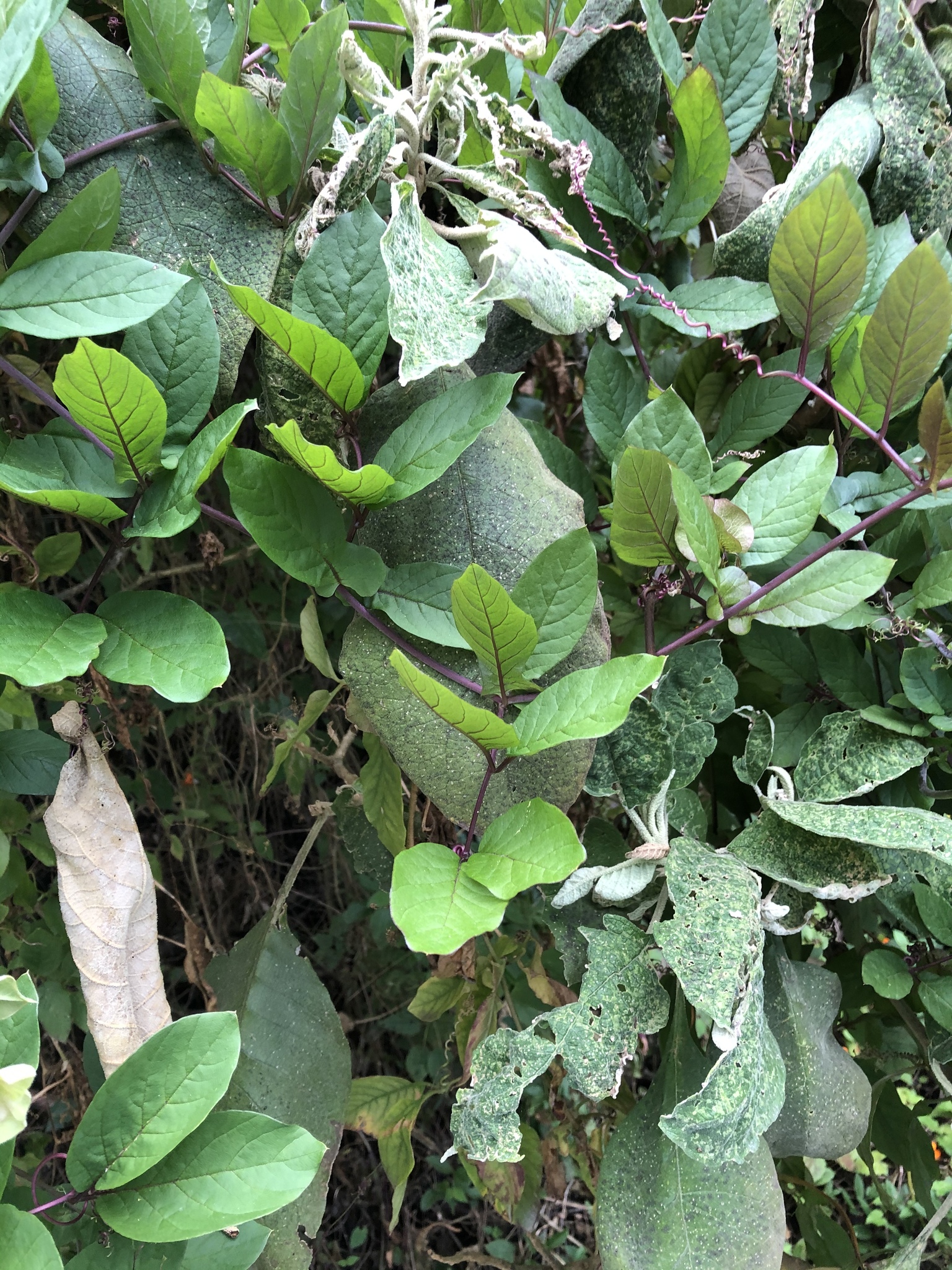 Cobaea scandens image