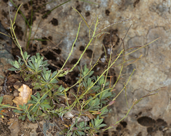 Boechera breweri breweri