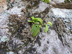 Bulbophyllum schillerianum
