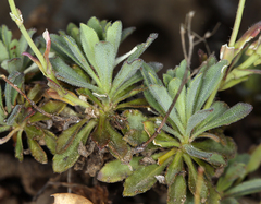 Boechera breweri breweri