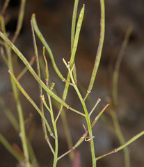 Boechera breweri breweri