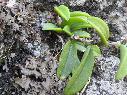 Image of Bulbophyllum schillerianum by (c) Greg Tasney, some rights reserved (CC BY-SA)