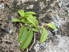 Bulbophyllum schillerianum