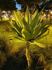 Agave attenuata