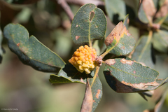 Burnettweldia corallina
