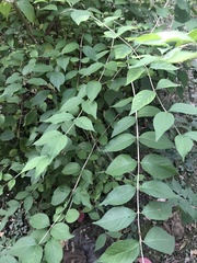 Lonicera maackii