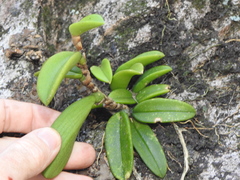 Bulbophyllum schillerianum