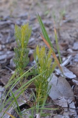 Serruria furcellata