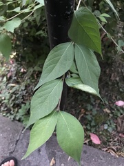 Lonicera maackii