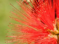 Calliandra tweediei