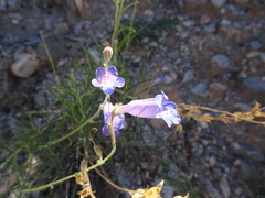 Penstemon dasyphyllus