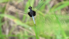 Erythrodiplax unimaculata