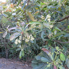Buchanania arborescens
