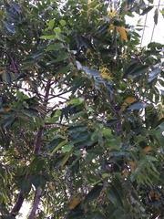 Cananga odorata