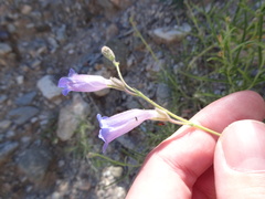 Penstemon dasyphyllus