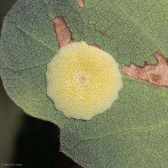 Andricus pattersonae