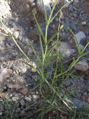 Penstemon dasyphyllus