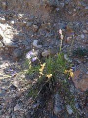 Penstemon dasyphyllus