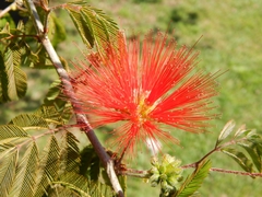 Calliandra tweediei