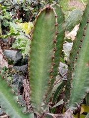 Euphorbia