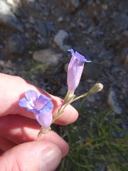 Penstemon dasyphyllus