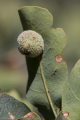 Cynips multipunctata