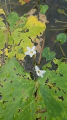 Nymphoides indica
