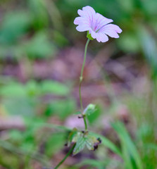 Geranium nodosum