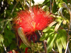 Calliandra tweediei