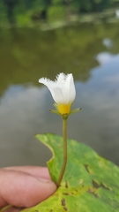 Nymphoides indica