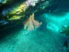 Melithaea
