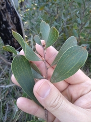Hakea laevipes