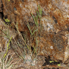 Boechera depauperata