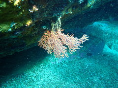 Melithaea
