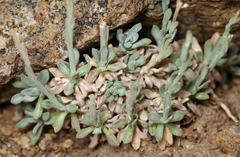 Boechera depauperata