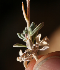 Boechera depauperata