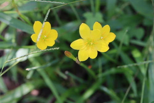 Image of Zephyranthes pulchella by (c) Rich Sommer, some rights reserved (CC BY)