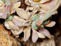 Boechera depauperata