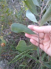 Hakea laevipes