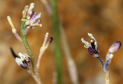 Boechera depauperata